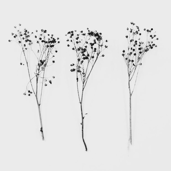 Meet your Posher, Shelby - Picture 7 of 8